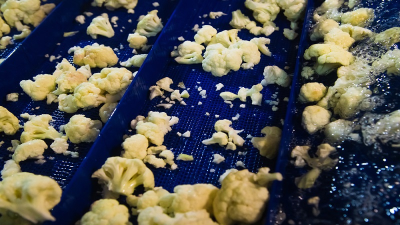 중국 Frozen Cauliflower - CN_Cauliflower_processing.jpg