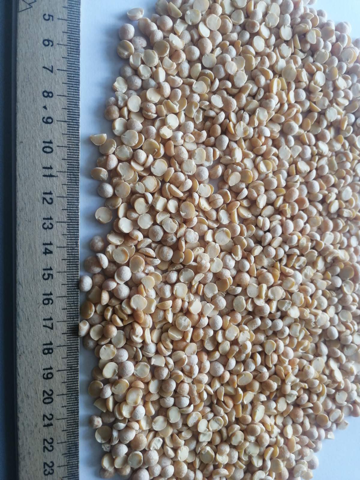 Ukraine Dried Yellow Pea - Ukraine-Yellow-Pea-236811.jpg