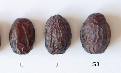 이스라엘 Dried Date - IL_Date_size1.jpg