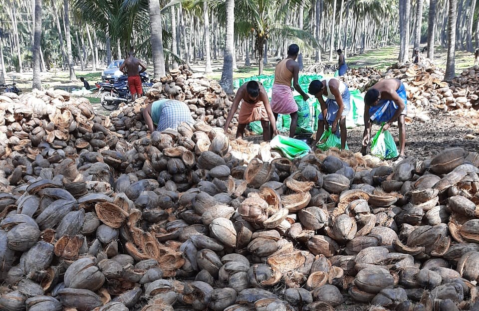 인도 Fresh Mature Coconut - WhatsApp_Image_2020-09-11_at_18.18.18.jpeg