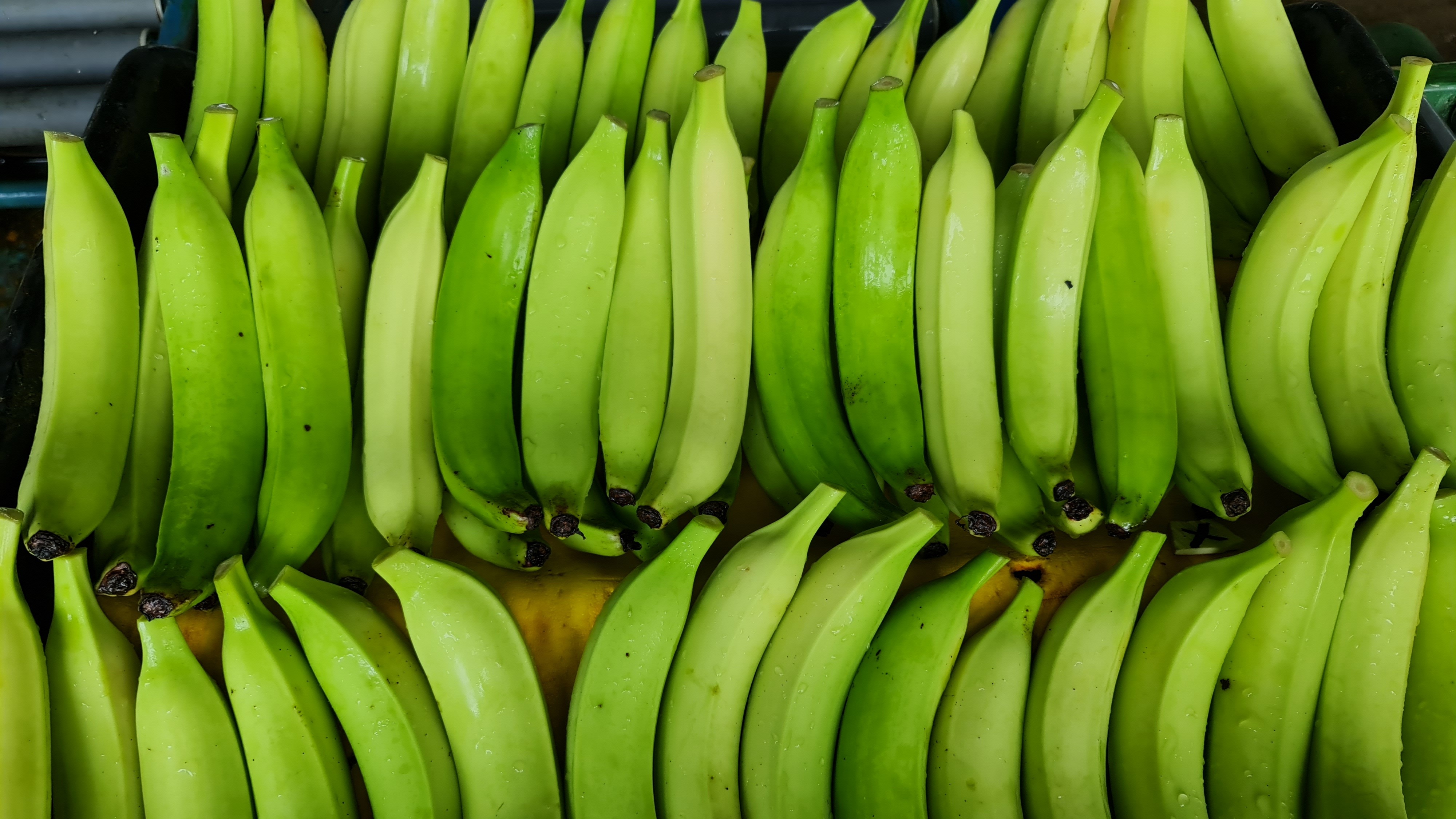 Guatemala Fresh Plantain - 20210708_100842.jpg