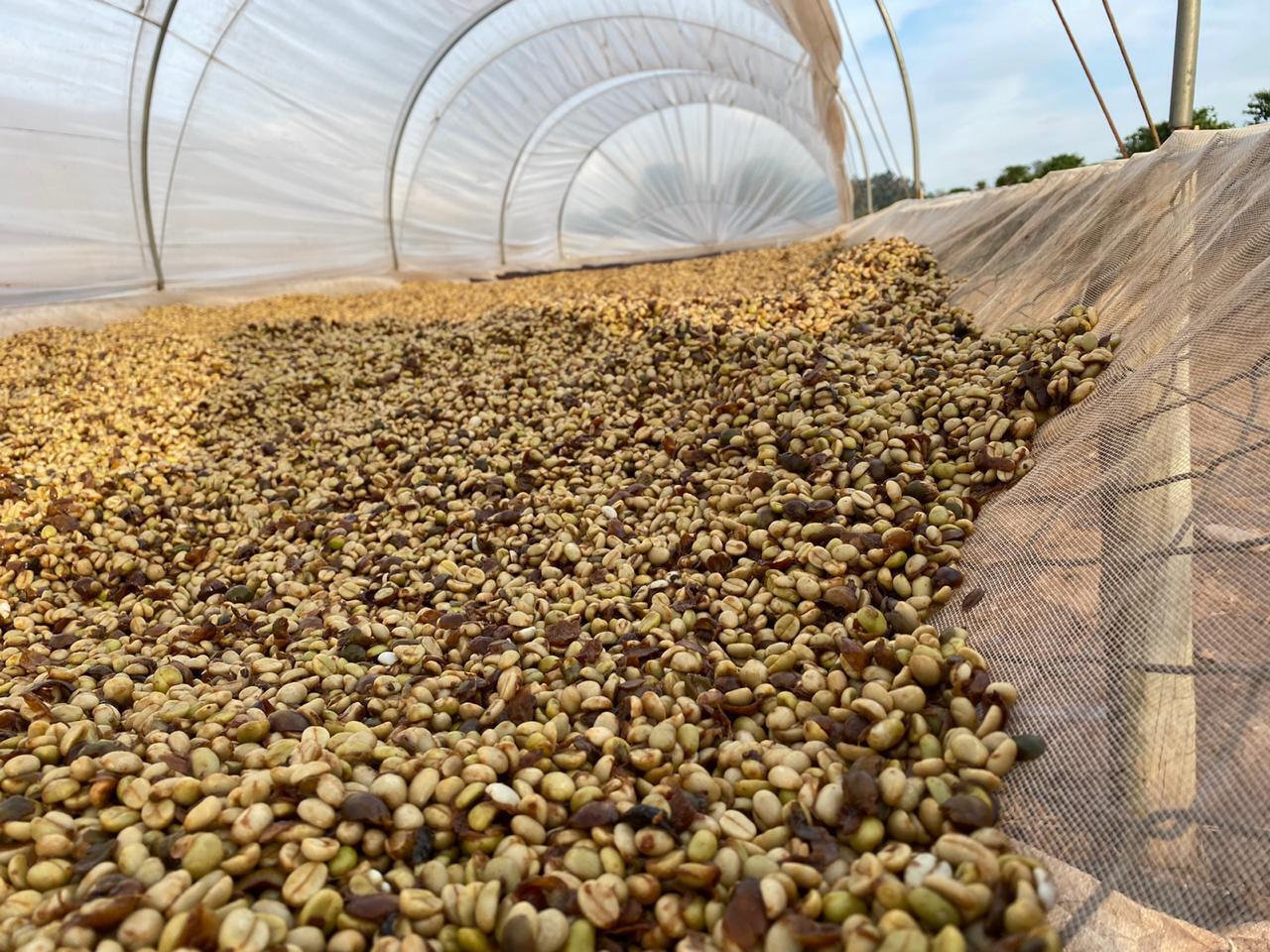 Brazil Raw Common Coffee Bean - Brazil-Raw-Common-Coffee-Bean-344207.jpg