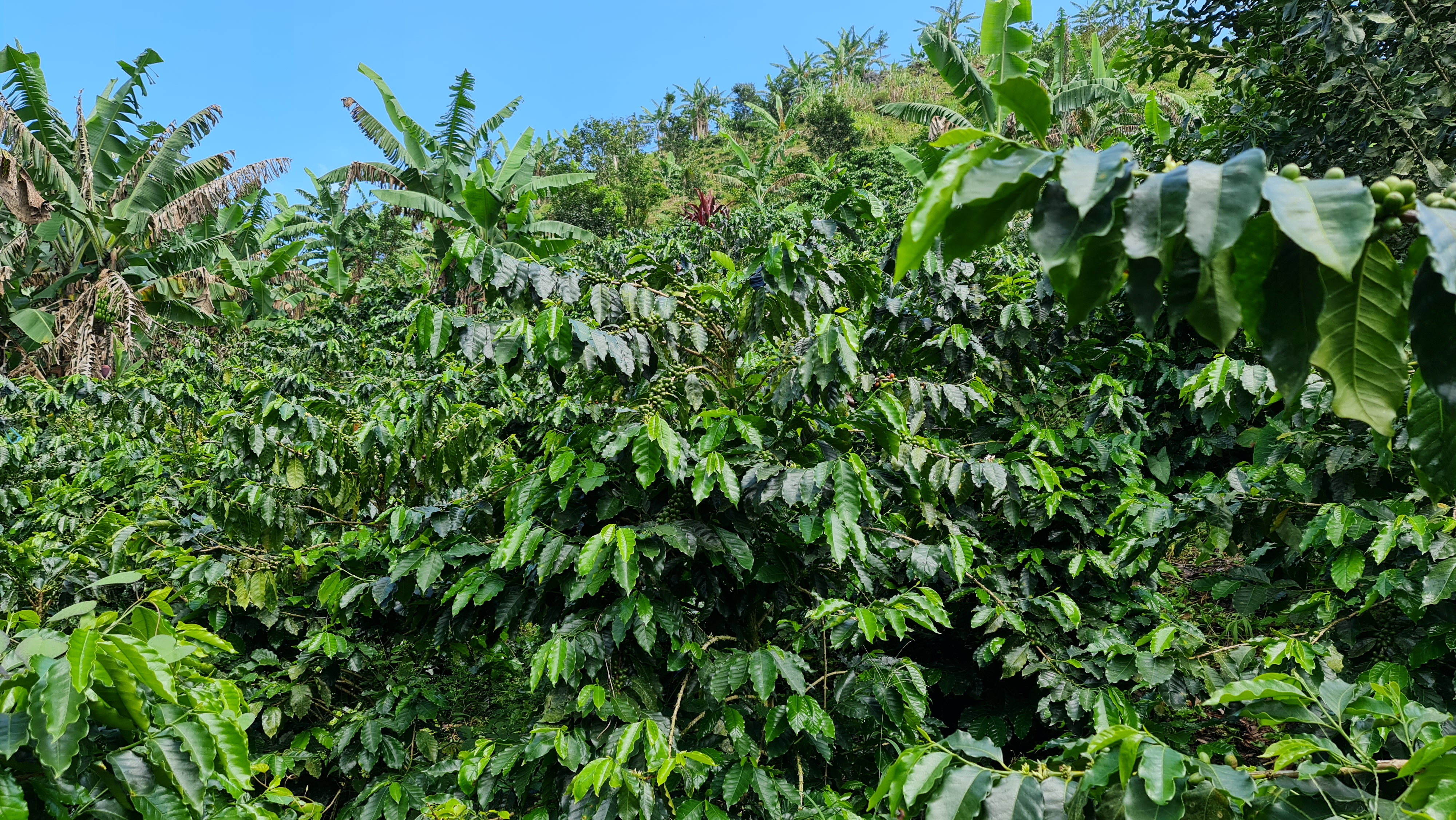 Guatemala Raw Common Coffee Bean - Guatemala-Raw-Common-Coffee-Bean-235665.jpg