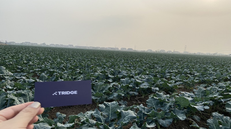 중국 Fresh Headed Broccoli - CN_Broccoli_plantation2.jpg