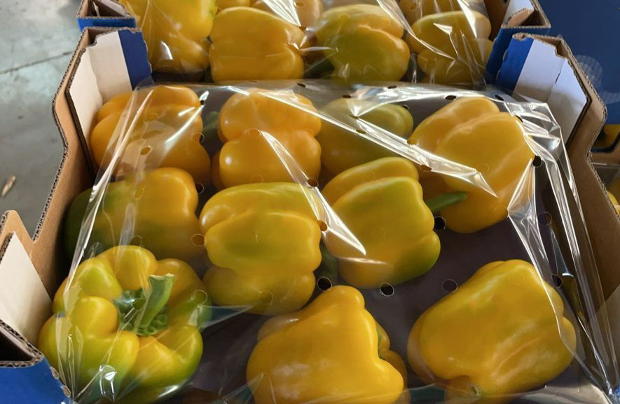 Spain Fresh Bell Pepper - 9F.jpg