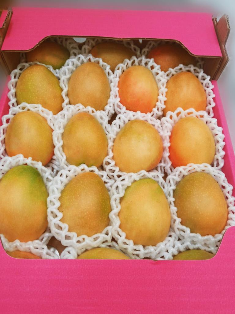 Colombia Fresh Mango - 047a14ac-3ab7-4716-b84b-eb16b693a581.jpg