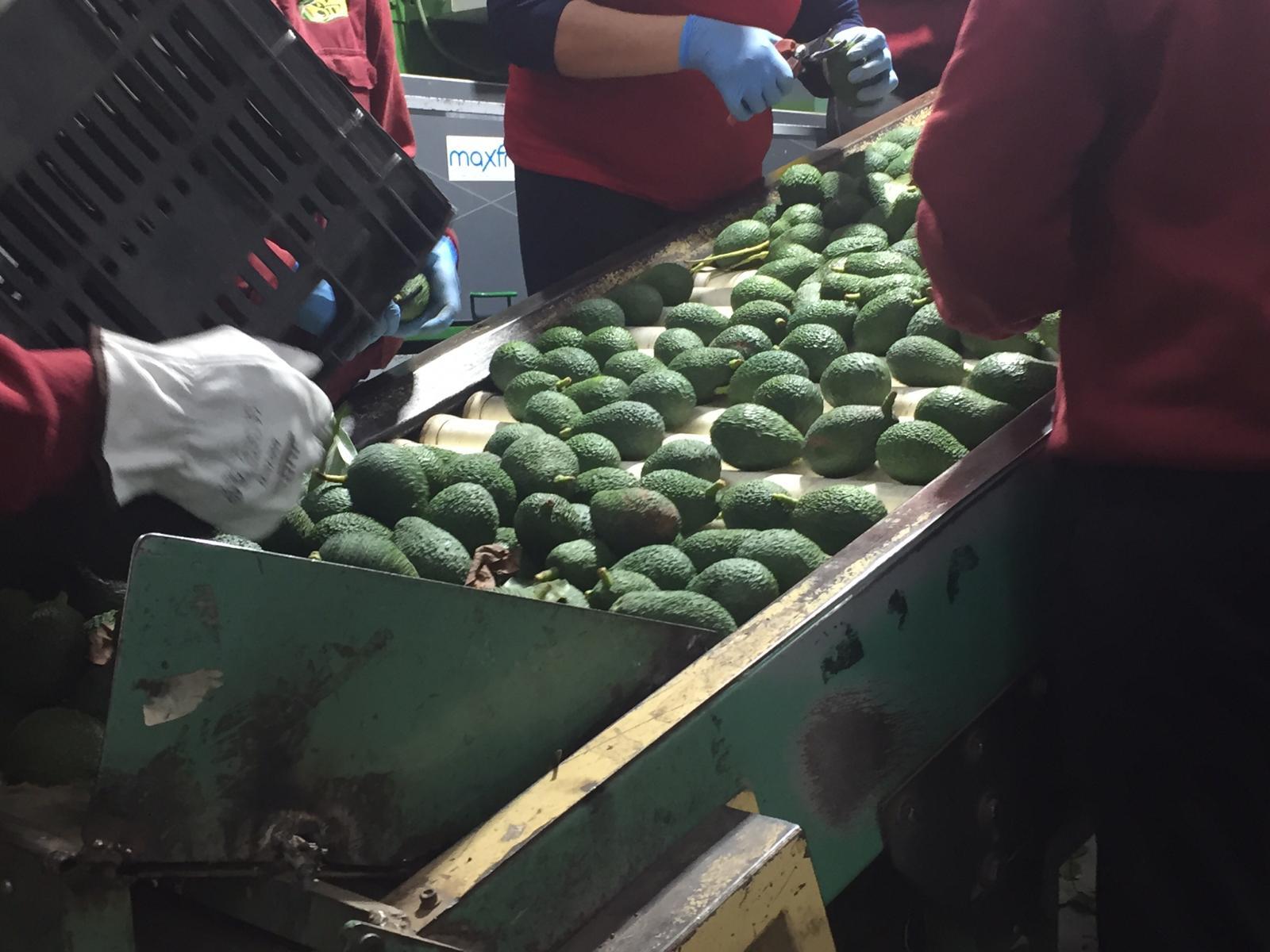 Spain Fresh Avocado - cutting_stems.jpeg