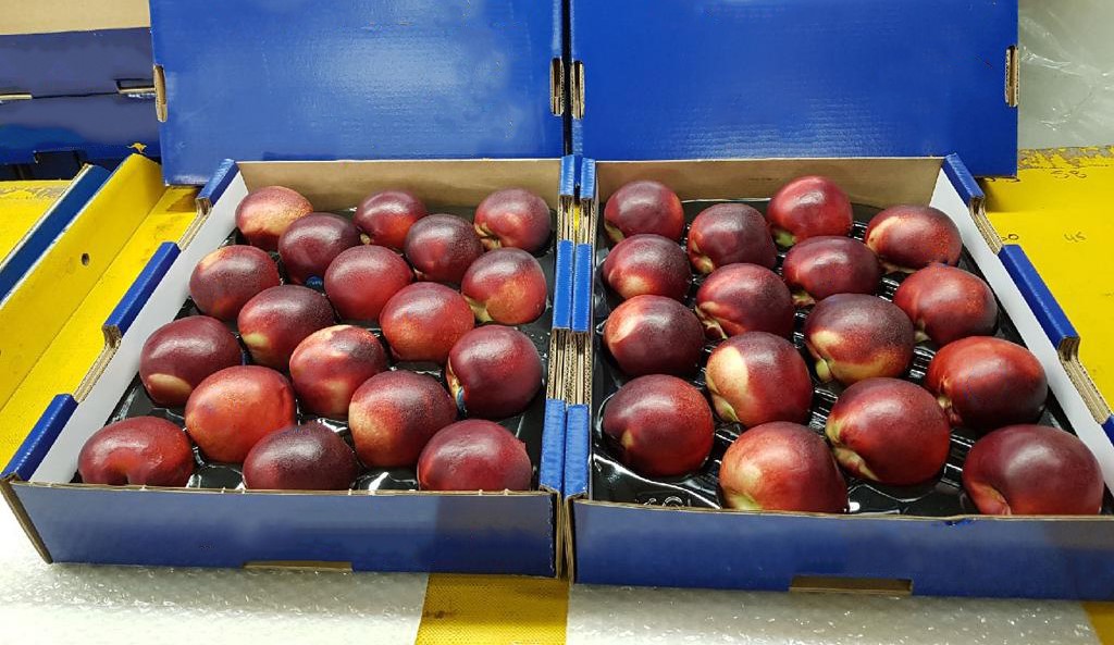 호주 Fresh Nectarine - Australia-Fresh-Nectarine-189204.jpg