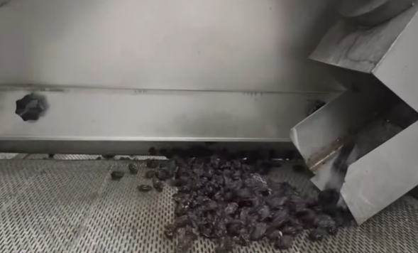 우즈베키스탄 Raisin (Dried Grape) - %EC%8A%A4%ED%81%AC%EB%A6%B0%EC%83%B7_2023-07-26_155833.png