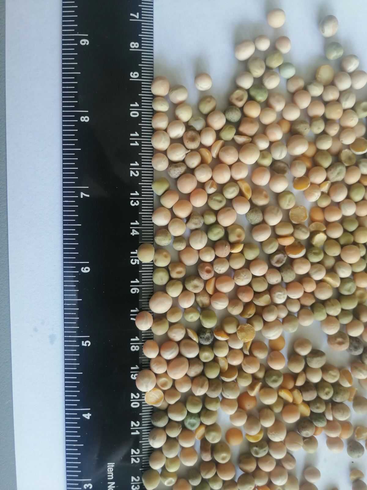 Ukraine Dried Yellow Pea - Ukraine-Yellow-Pea-900823.jpg