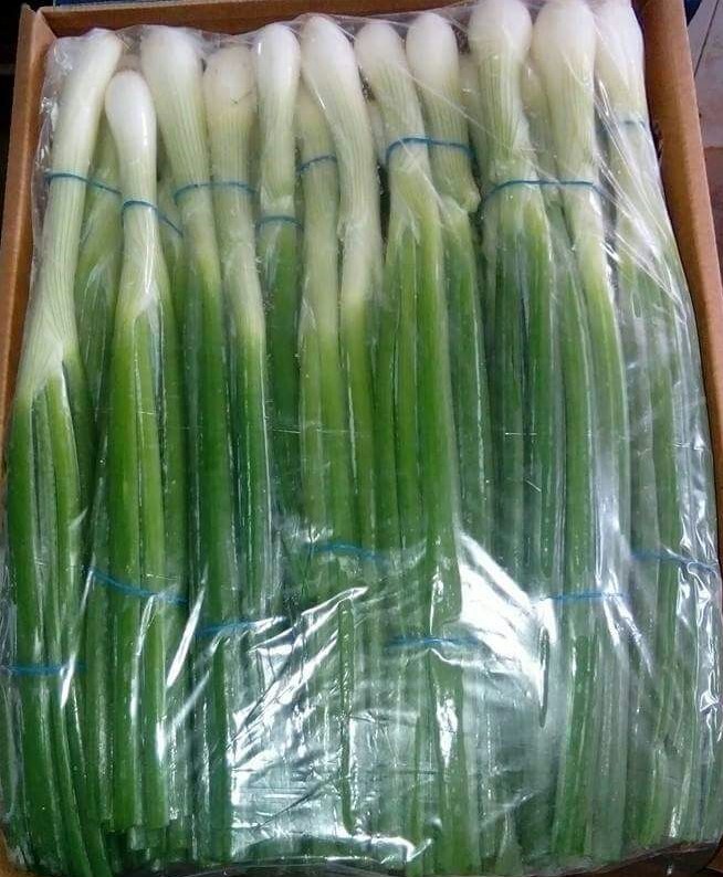 이집트 Fresh Spring Onion - WhatsApp_Image_2021-08-19_at_4.42.08_PM.jpeg