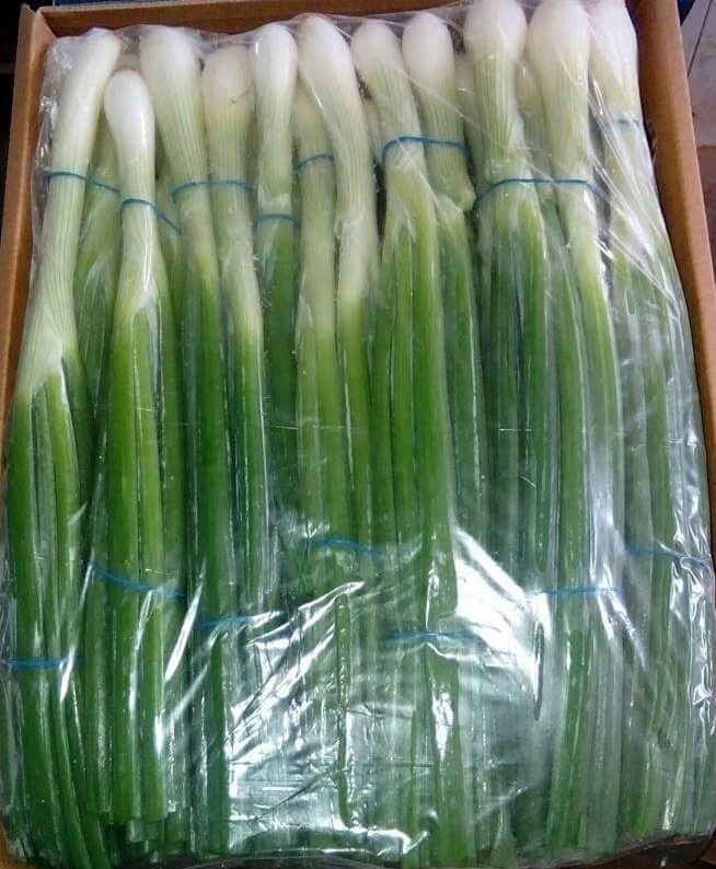 Egypt Fresh Spring Onion - WhatsApp_Image_2021-08-19_at_4.42.08_PM.jpeg