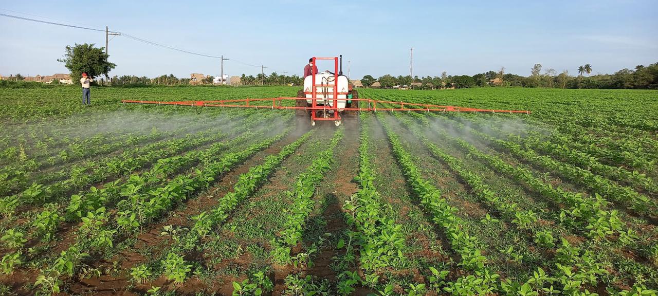 과테말라 Sesame Seed - Guatemala-Sesame-Seed-387852.jpeg