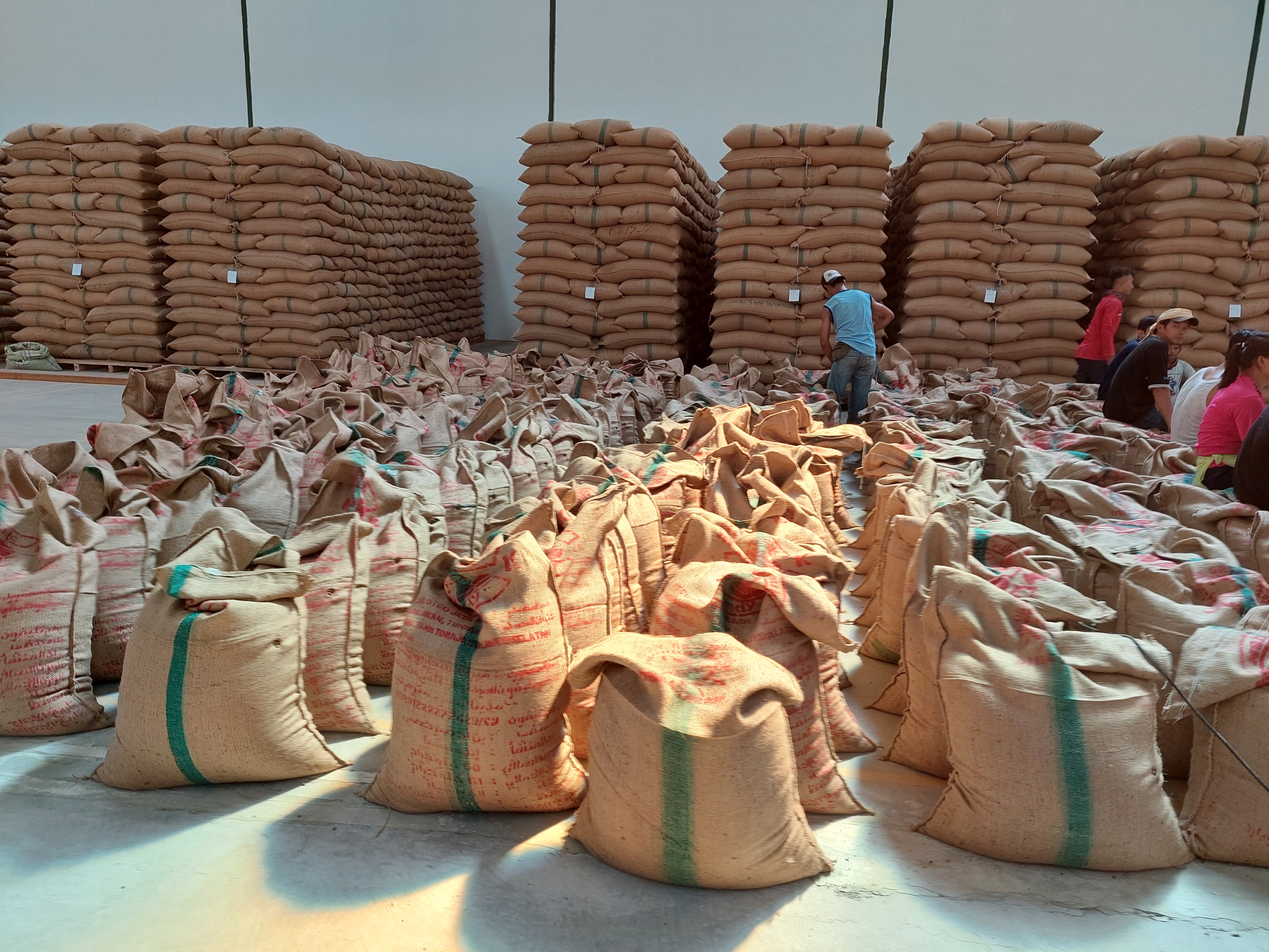 인도네시아 Raw Common Coffee Bean - 20211217_090924.jpg