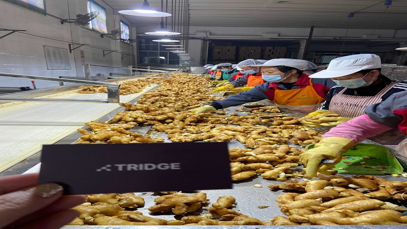 중국 Whole Common Ginger - China_ginger_verified2.jpg