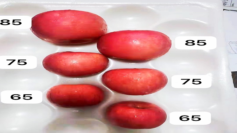 중국 Fresh Apple - 1.jpg