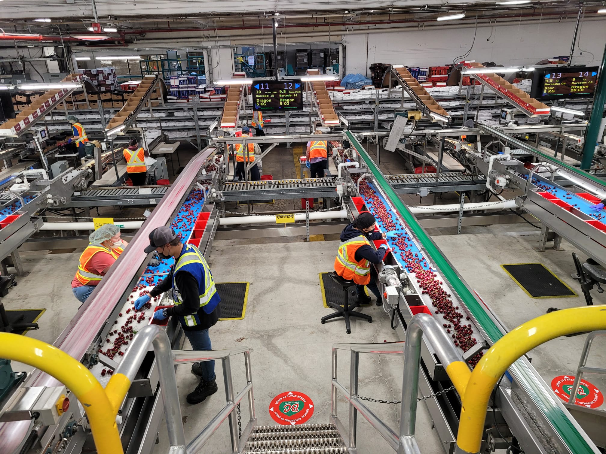 캐나다 Fresh Sweet Cherry - WhatsApp_Image_2021-07-22_at_1.53.00_PM_3.jpeg