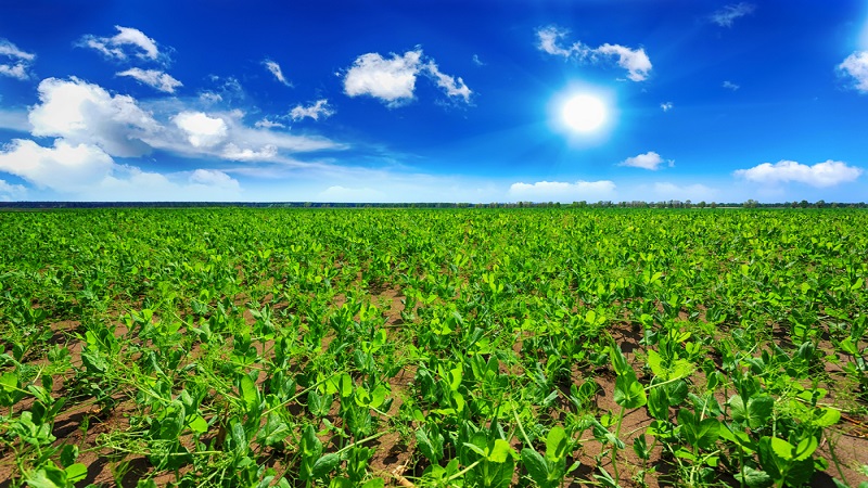 중국 Frozen Common Pea - CN_Peapod_Plantation.jpg