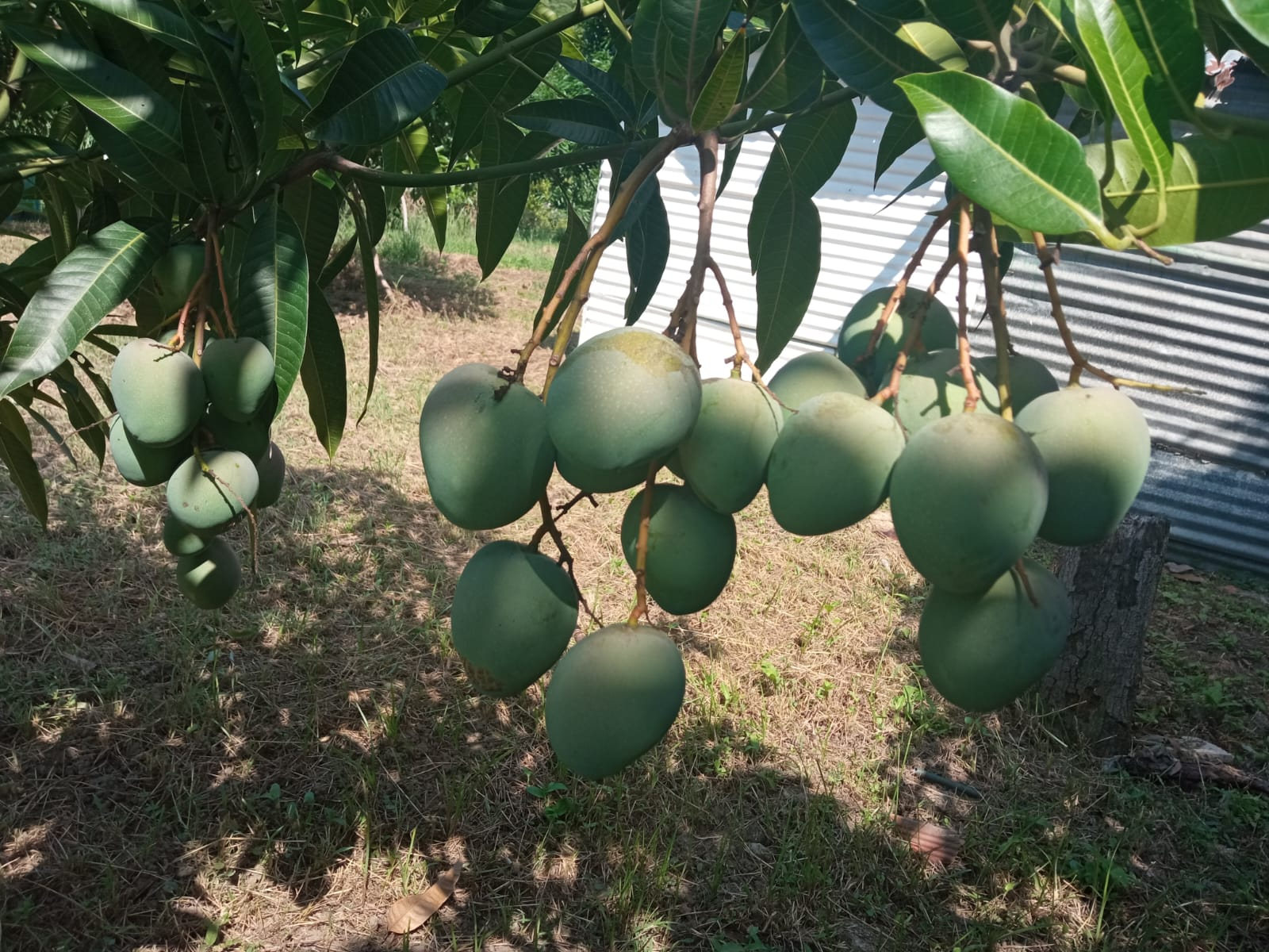 Colombia Fresh Mango - image_48.png