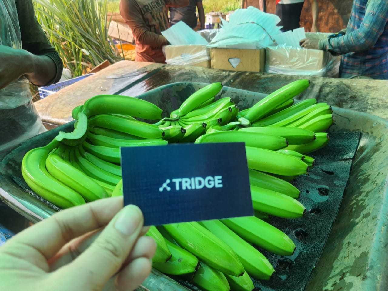 India Fresh Banana - IMG-20211223-WA0039.jpg