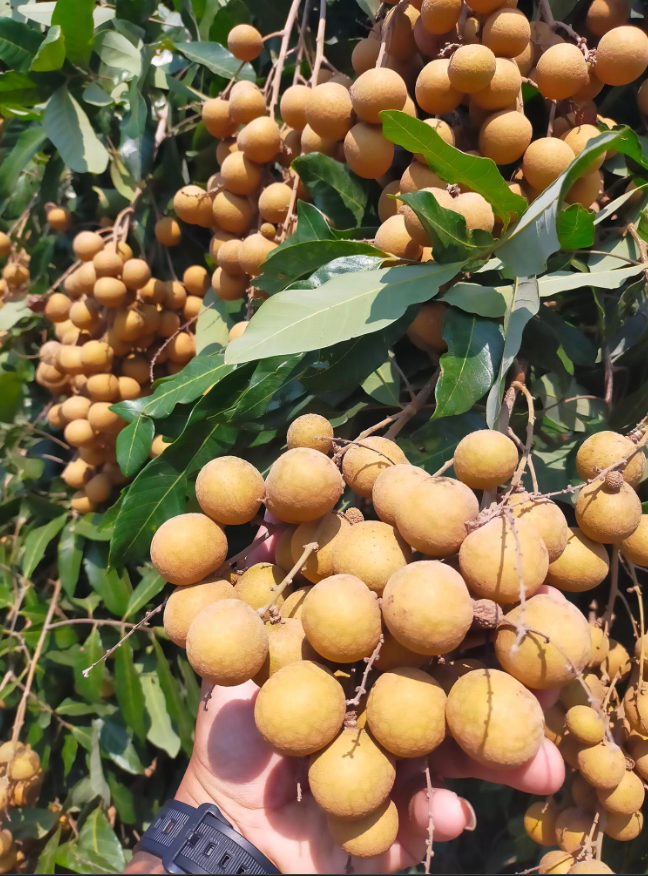 태국 Fresh Longan - image_11.png