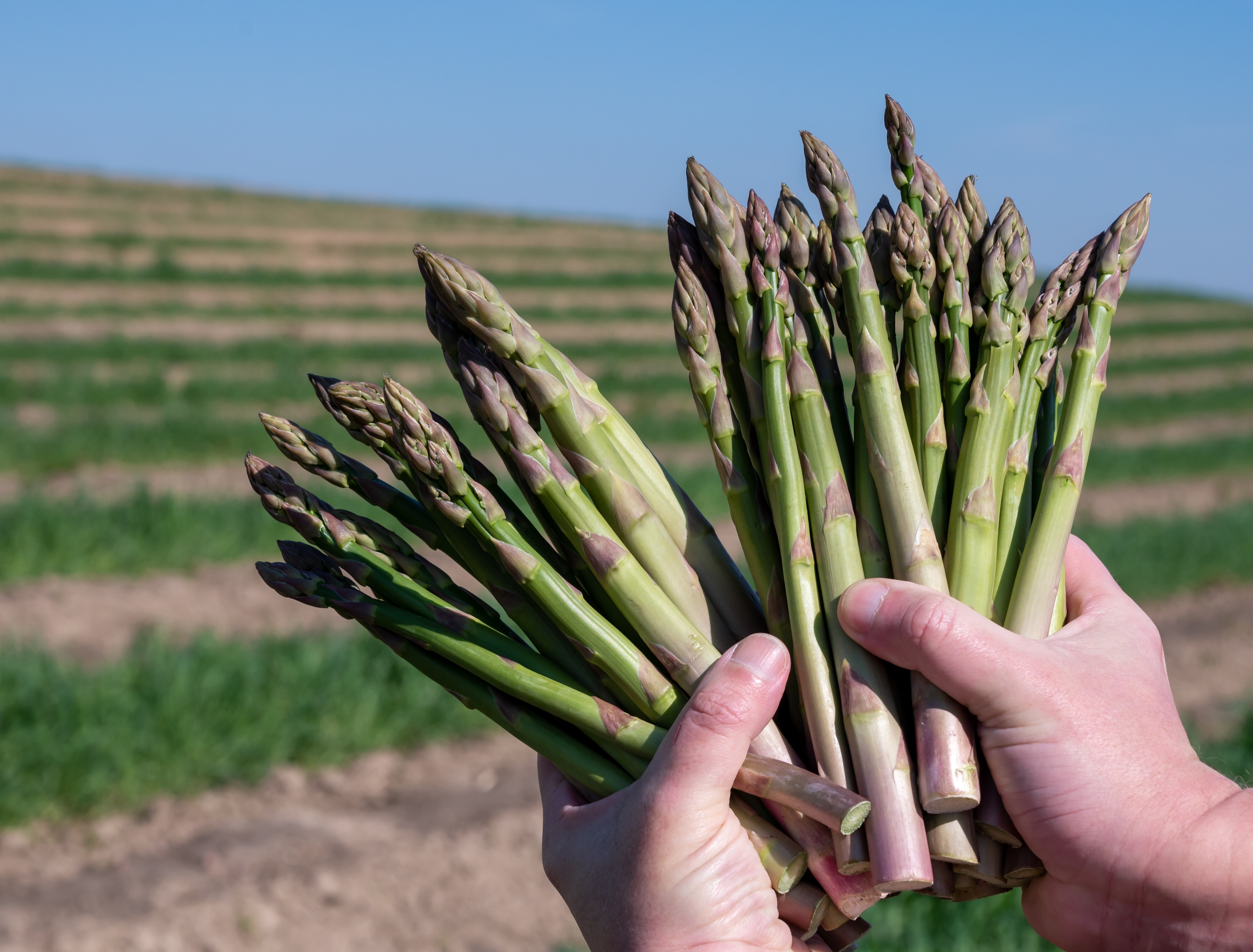 페루 Fresh Asparagus - shutterstock_2299255099.jpg