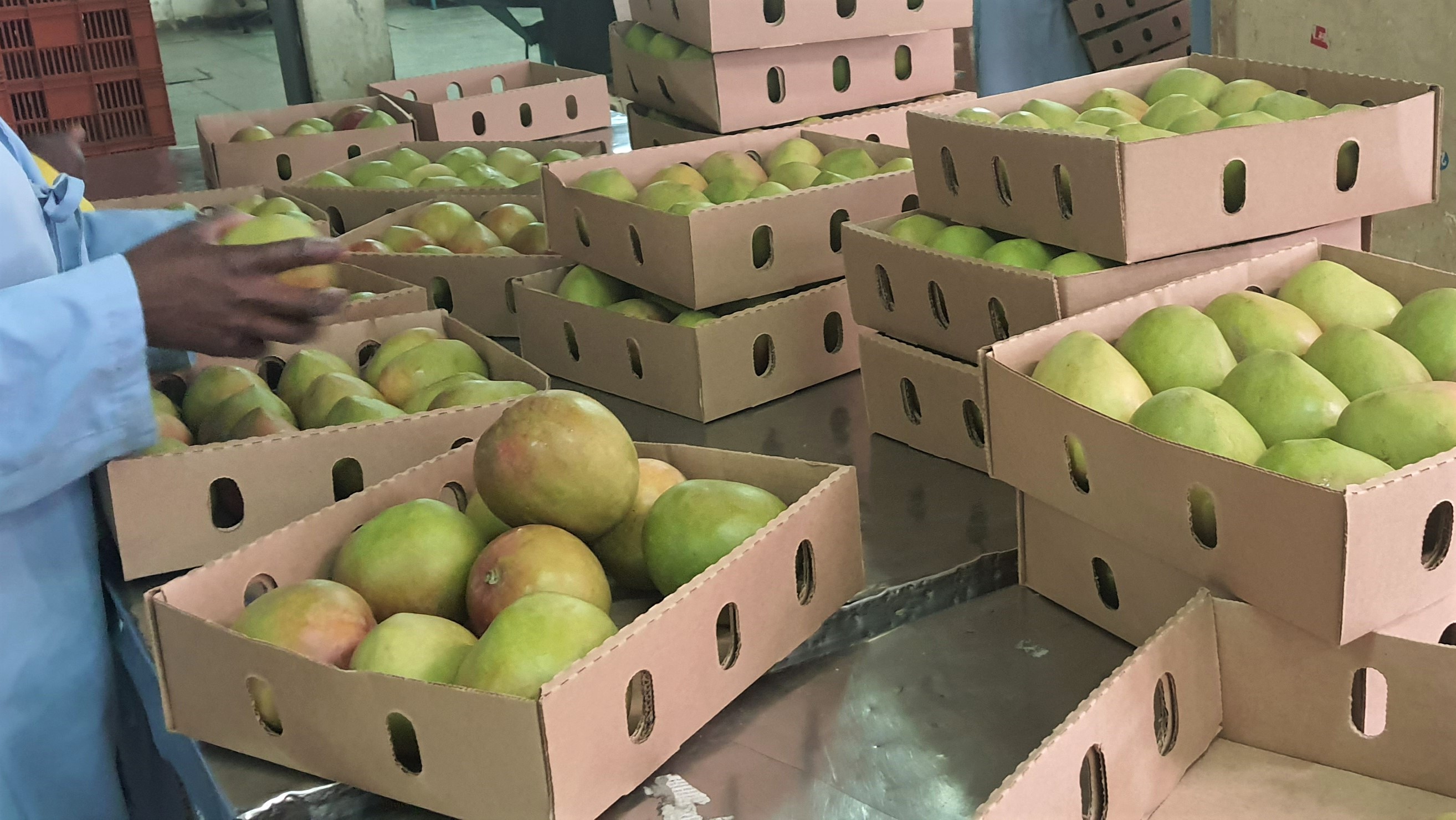 케냐 Fresh Mango - Kenya-Fresh-Mango-163624.jpg