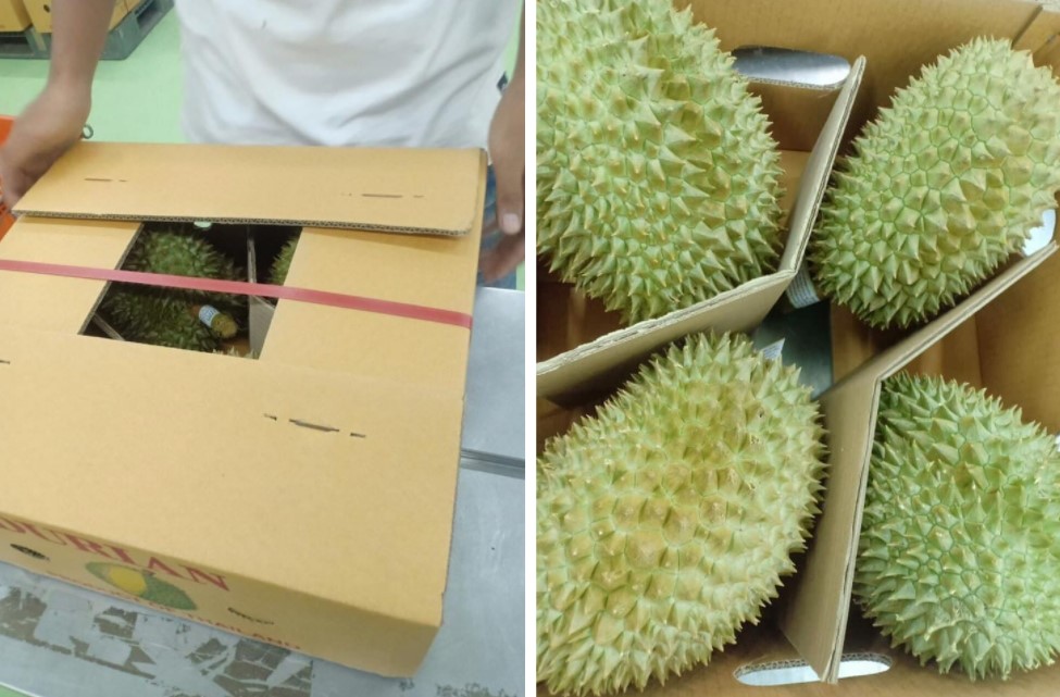 태국 Fresh Common Durian - 1.jpg