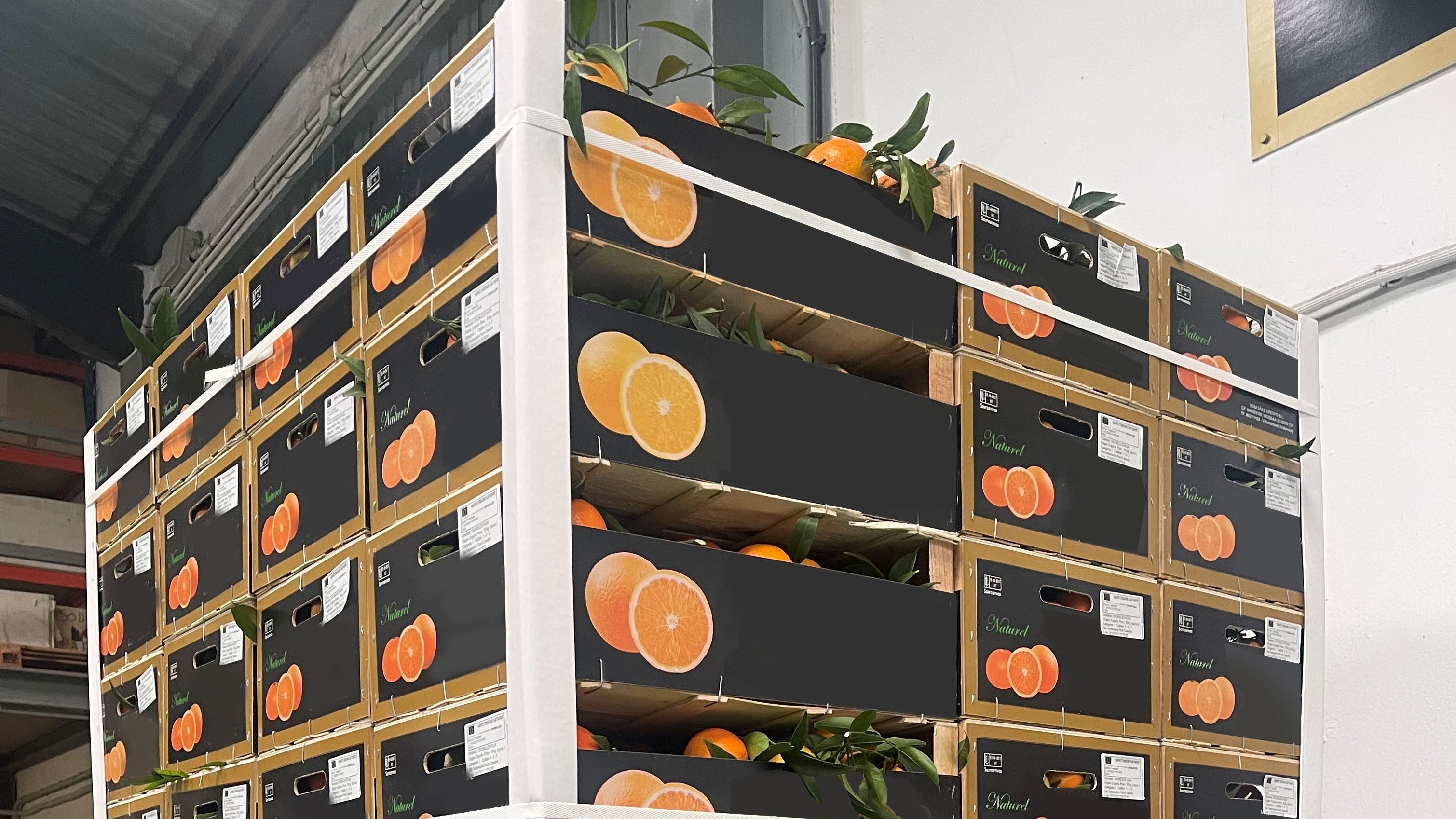 스페인 Fresh Clementine - 6_2.jpg