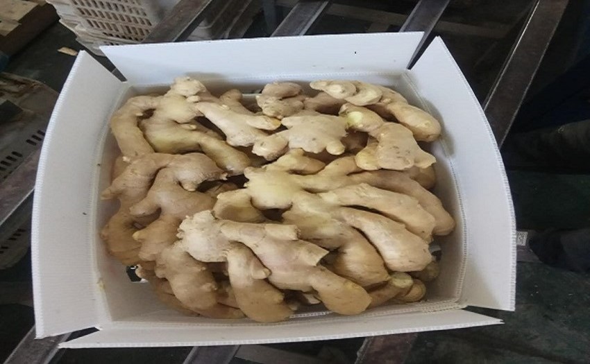 중국 Whole Common Ginger - China-ginger2.jpg