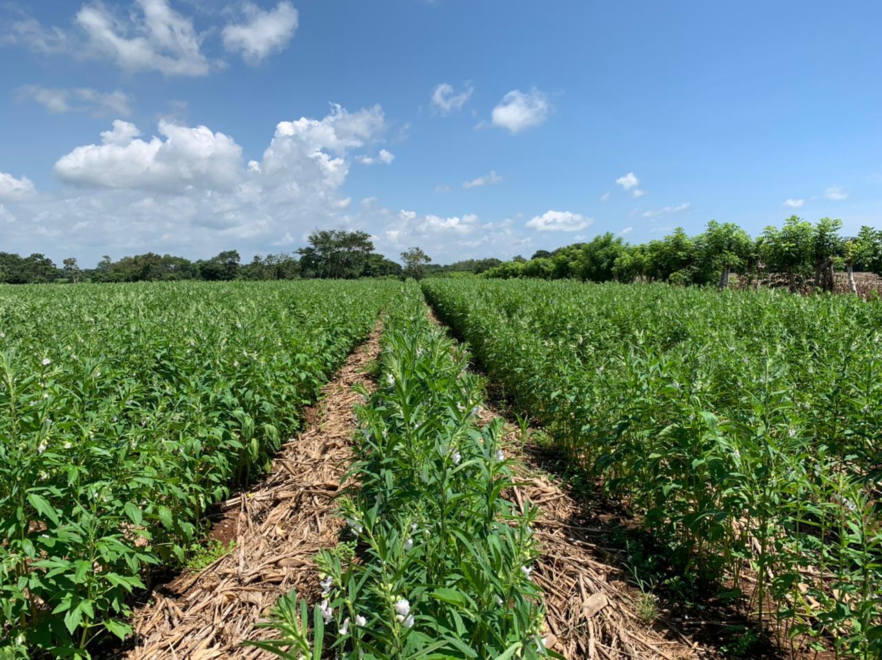 과테말라 Sesame Seed - Guatemala-Sesame-Seed-147510.jpeg