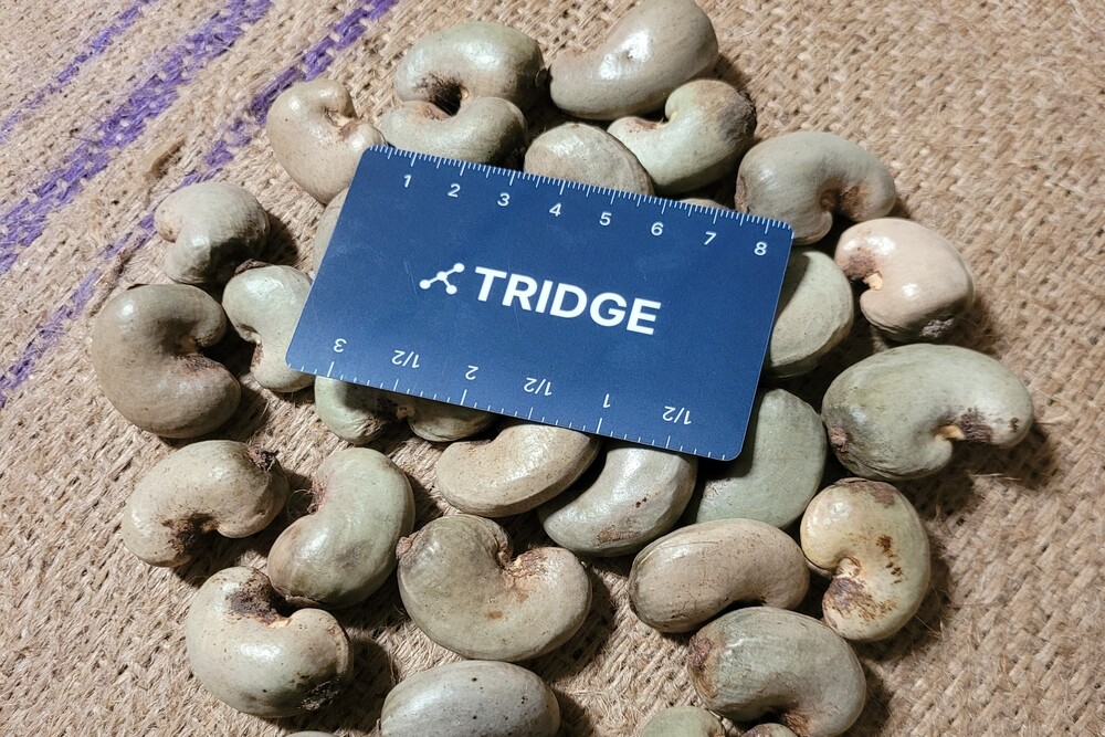 탄자니아 Raw Cashew Nut - 2.jpg