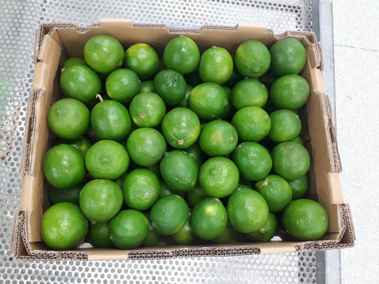 베트남 Fresh Common Lime - 0-1652932253.jpeg
