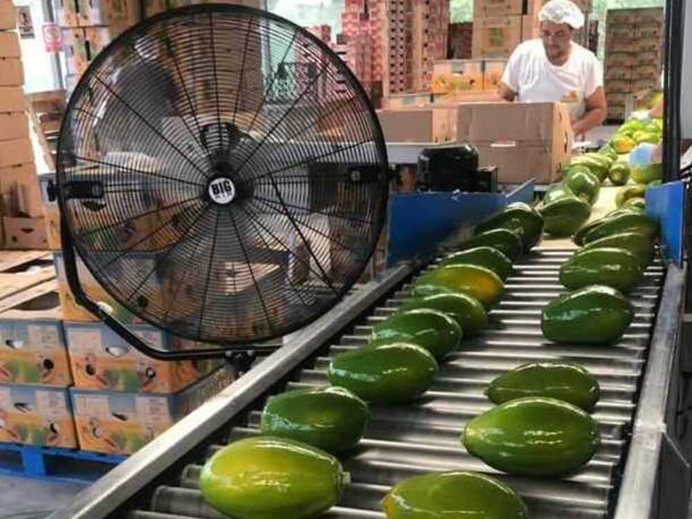 멕시코 Fresh Papaya - Mexico-Fresh-Papaya-915671_1.jpg