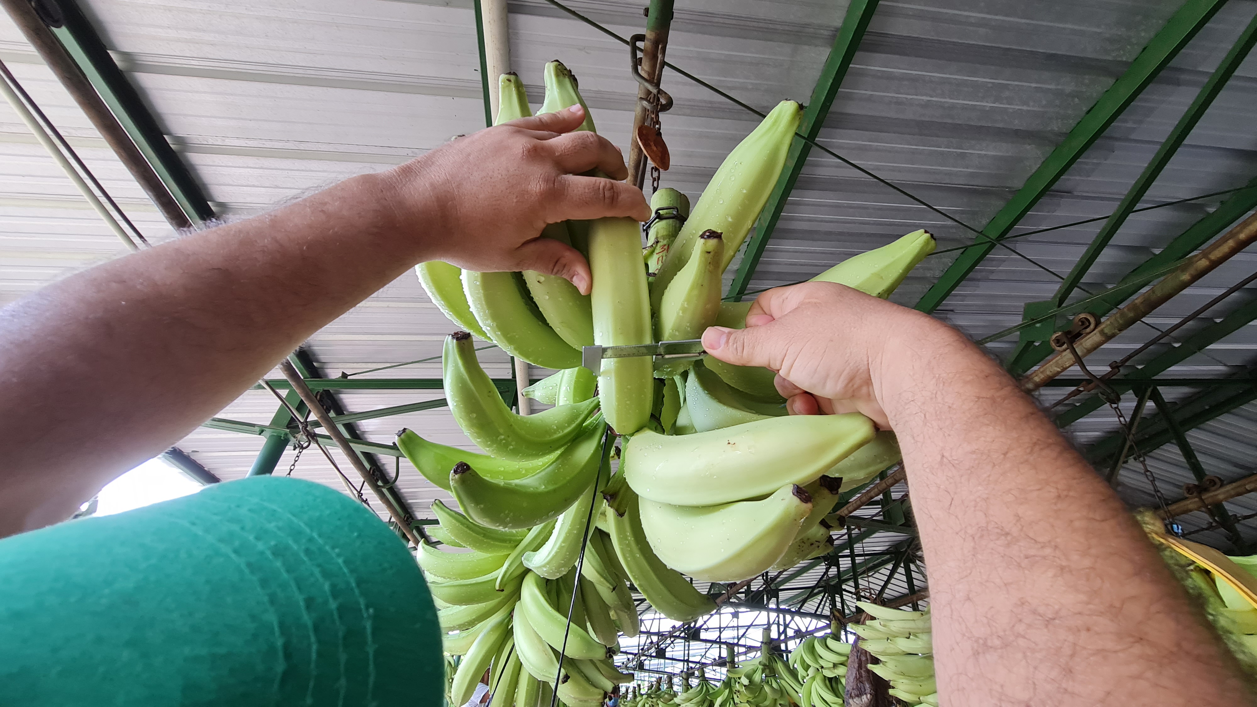 Guatemala Fresh Plantain - Guatemala-Plantain-612605.jpg