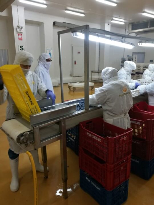 페루 Frozen Blueberry - fb_pic5.jpg