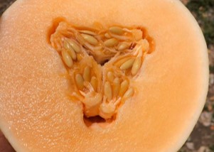 Costa Rica Fresh Melon - %EA%B7%B8%EB%A6%BC2.jpg