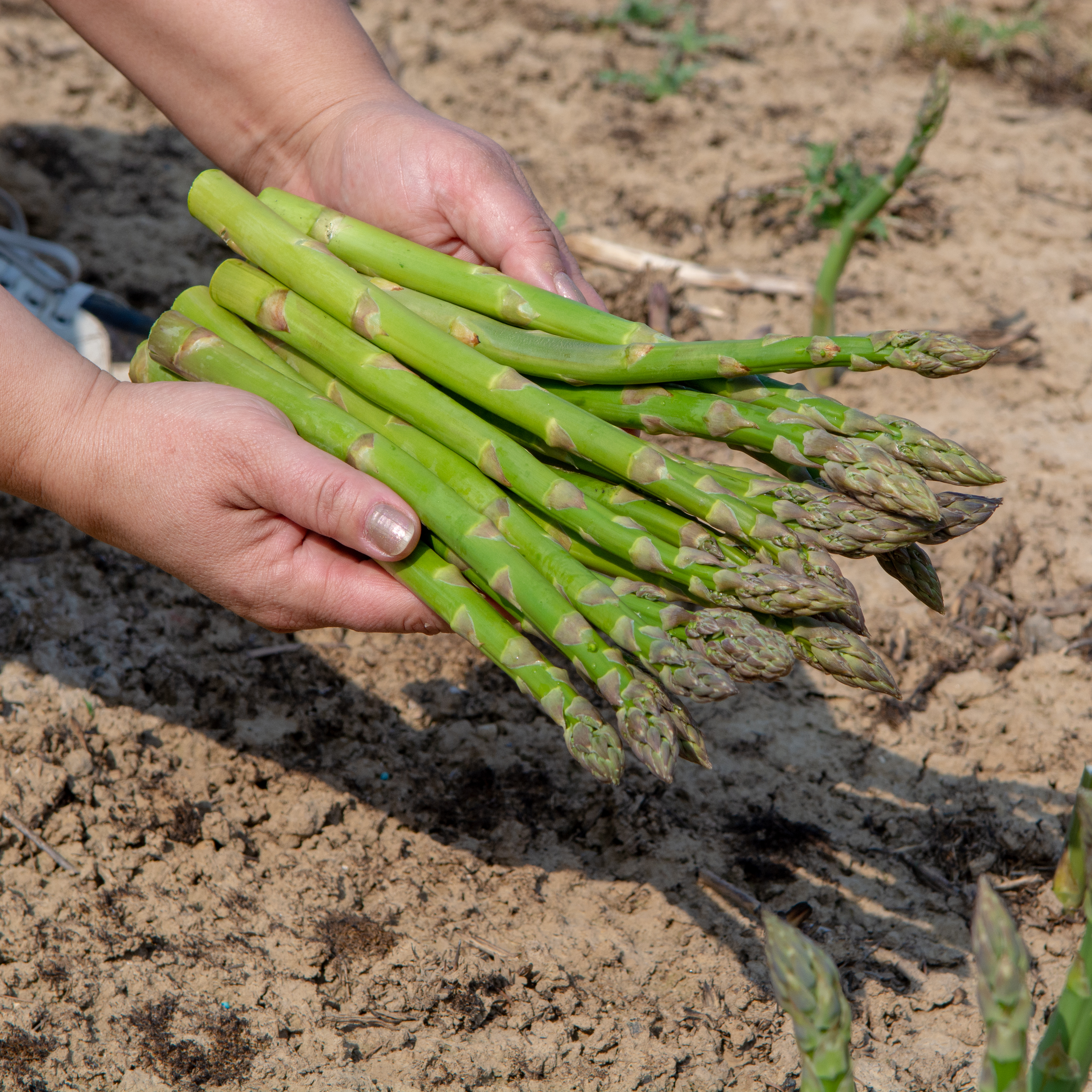 페루 Fresh Asparagus - shutterstock_1075734539.jpg