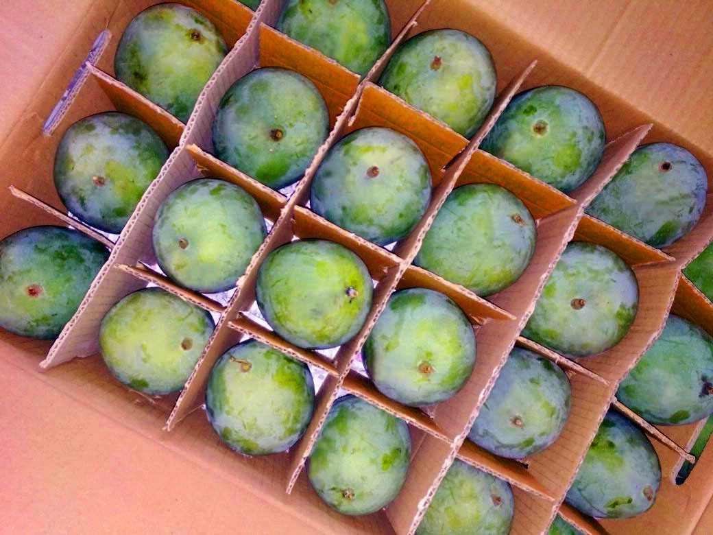 Indonesia Fresh Mango - Arumanis_Mango_KA_01_copy_Edit.jpg