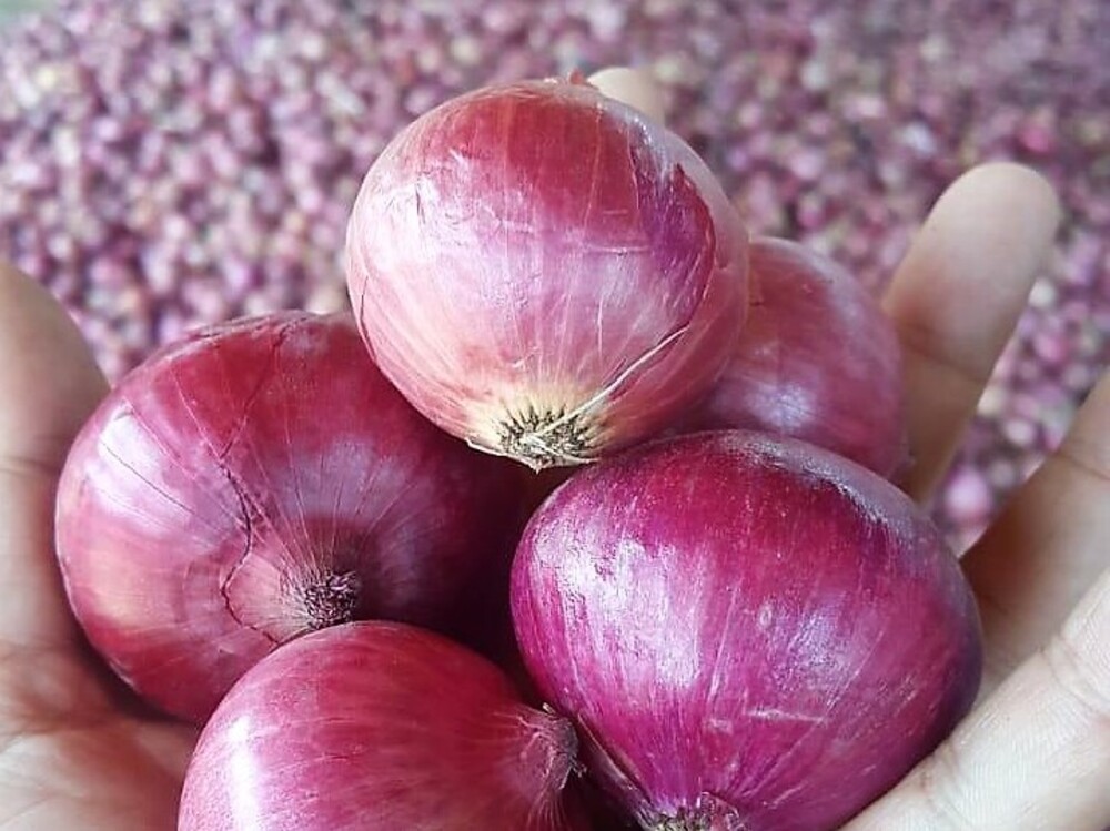 Pakistan Fresh Onion - WhatsApp_Image_2021-07-09_at_4.5_9.jpg