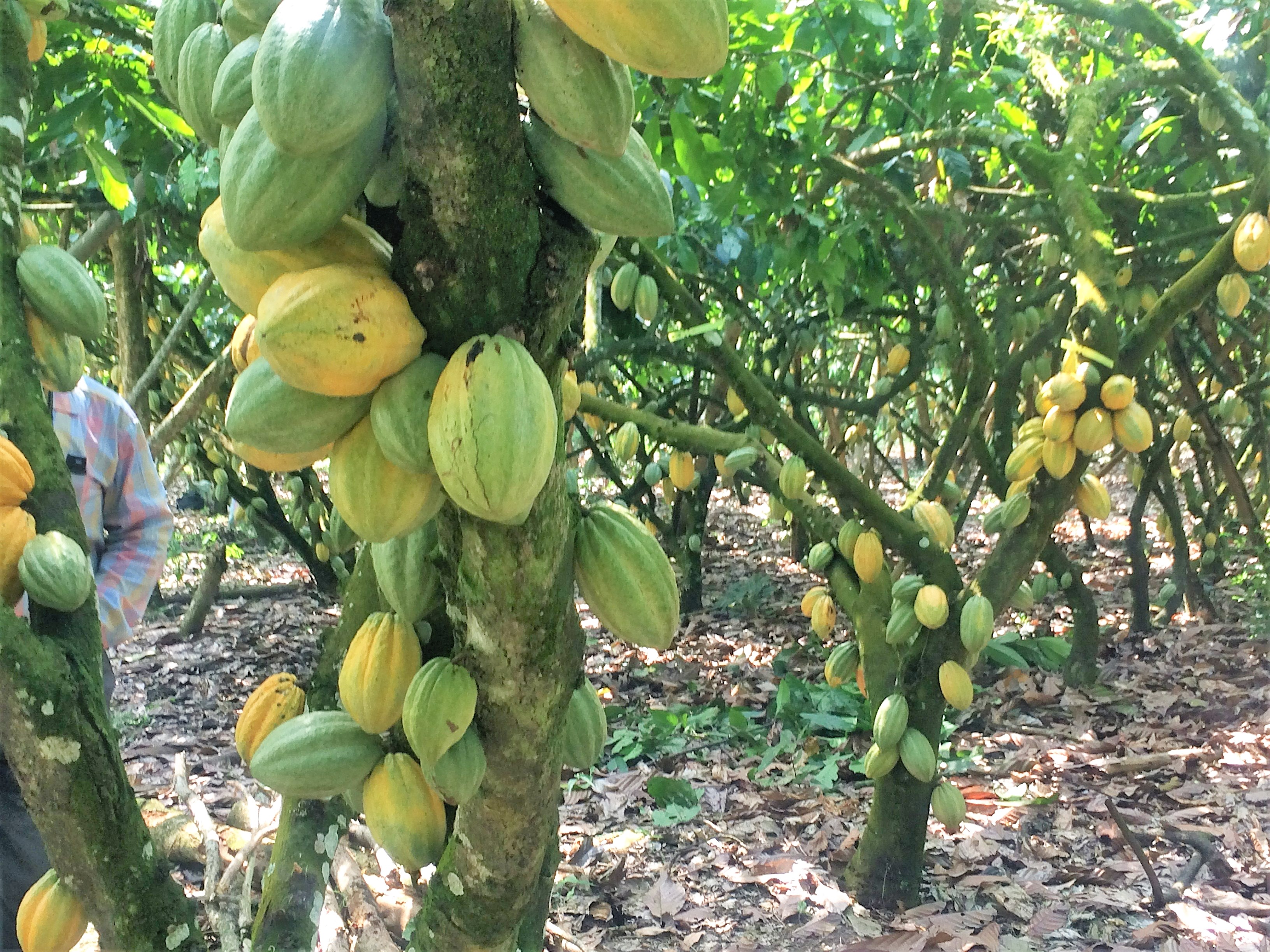 가나 Cocoa Powder - Ghana-Cocoa-Powder-215602.JPG