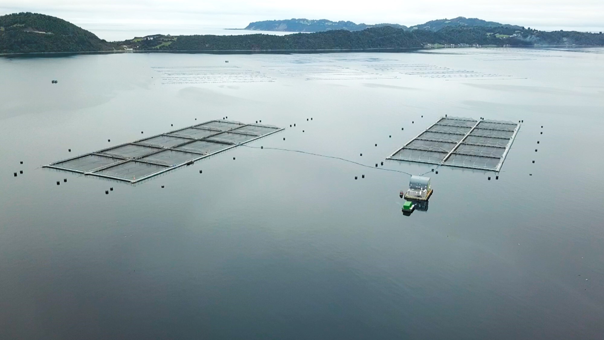 Chile Whole Frozen Coho Salmon - Imagen1.jpg