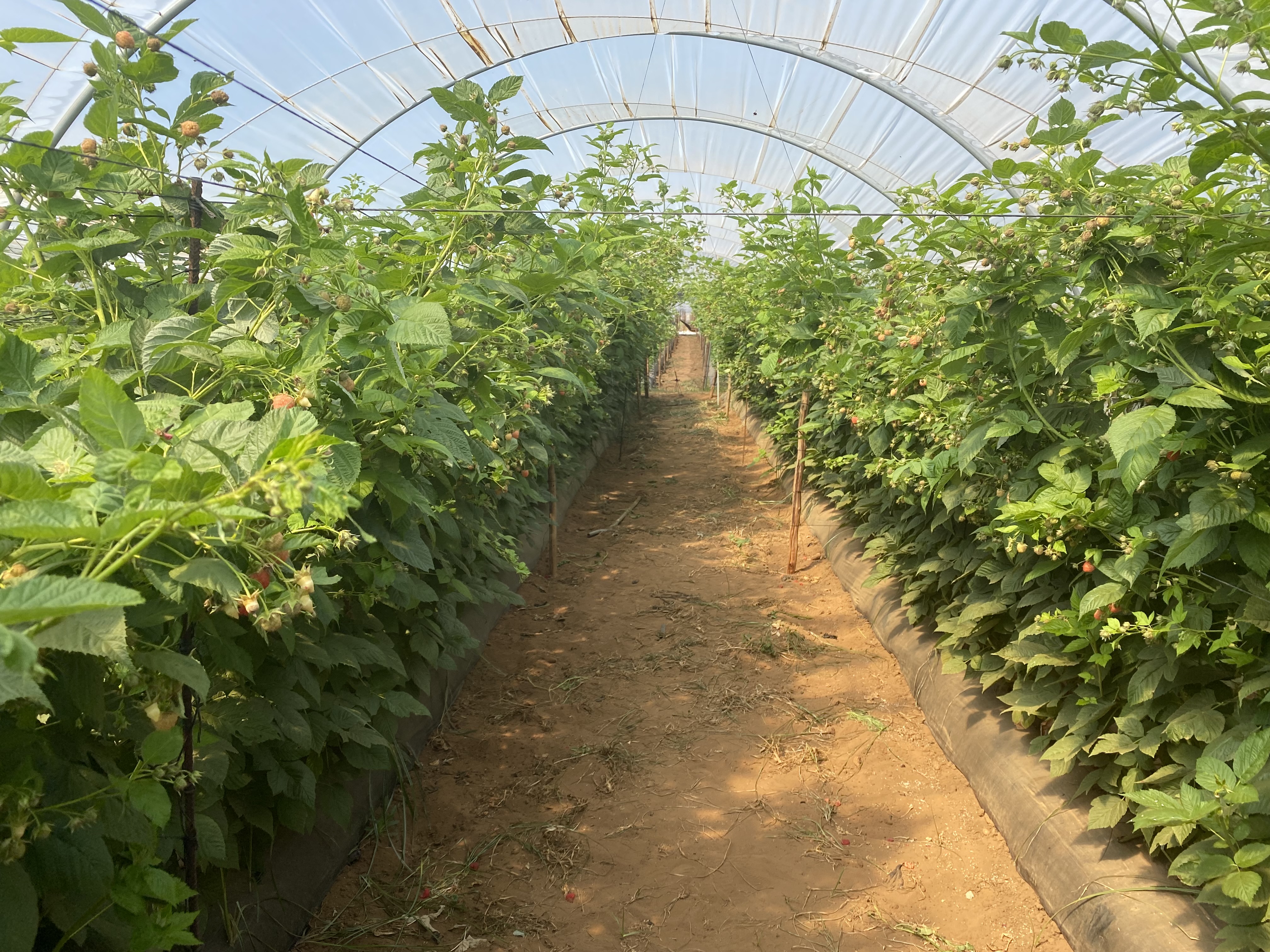 Morocco Fresh Raspberry - Morocco-Fresh-Raspberry-992651.JPG