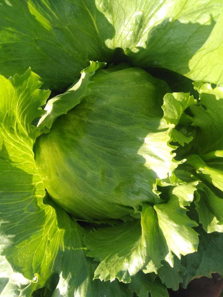 이집트 Fresh Lettuce - IMG-20221029-WA0002.jpg