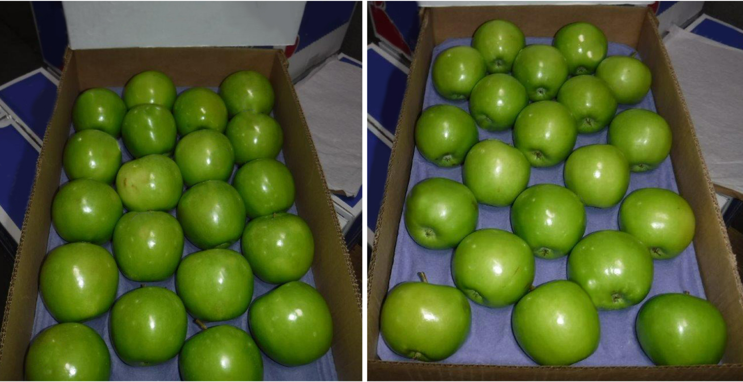 미국 Fresh Apple - 2.png