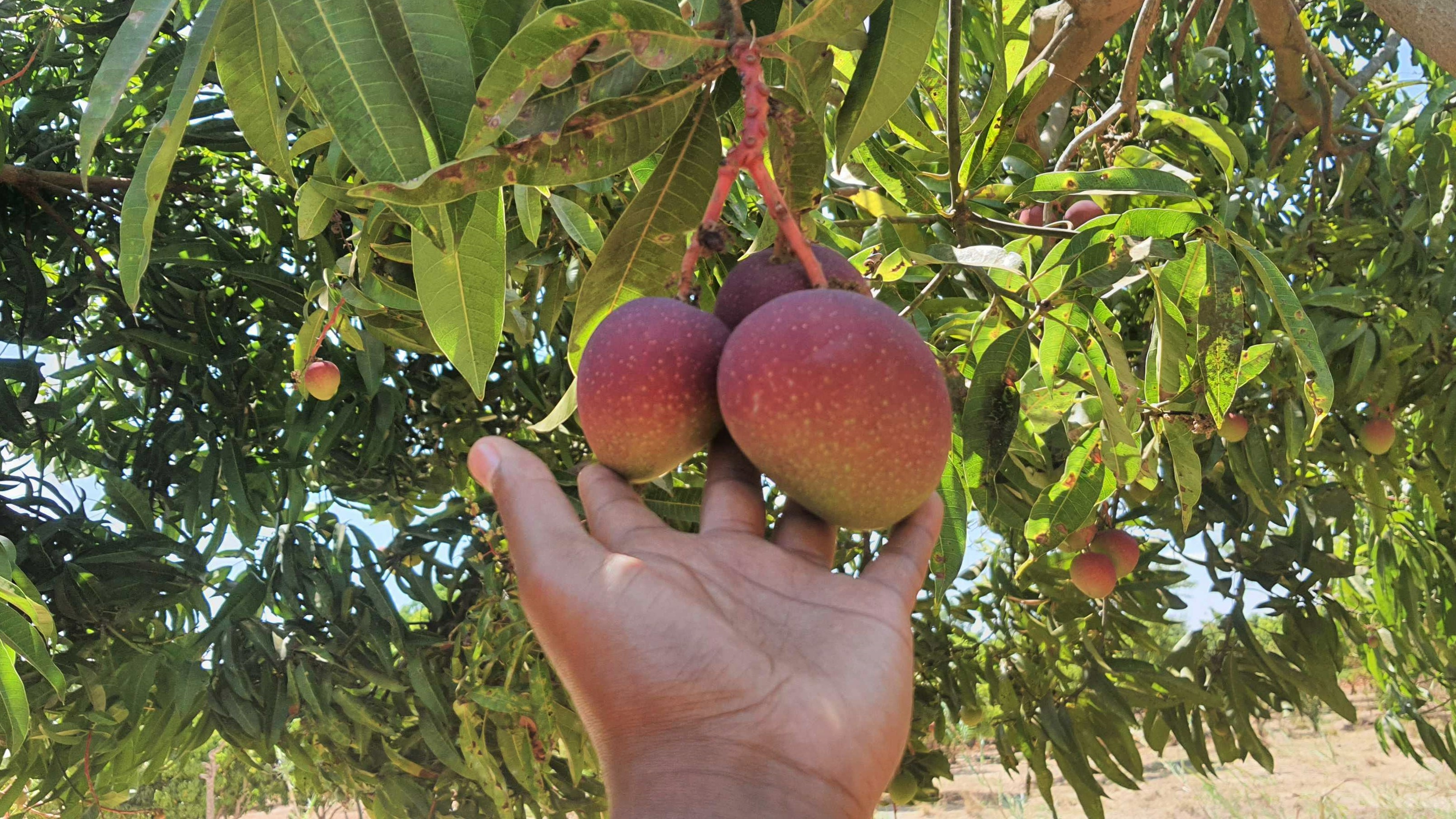 케냐 Fresh Mango - Kenya_mango6.jpg