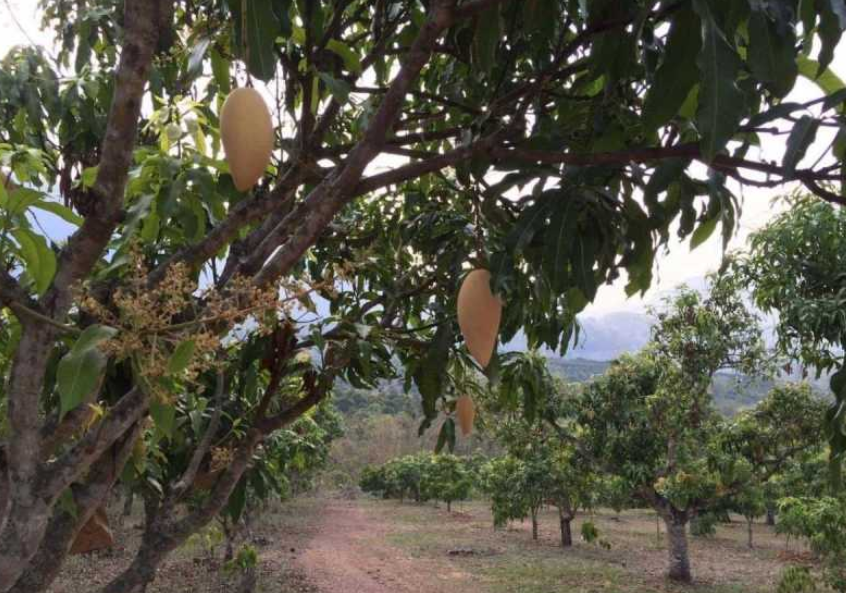 Thailand Fresh Mango - image_9.png