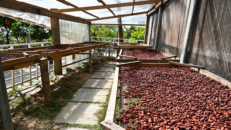 카메룬 Cocoa Bean - CM_CoffeeBean_processing.jpg