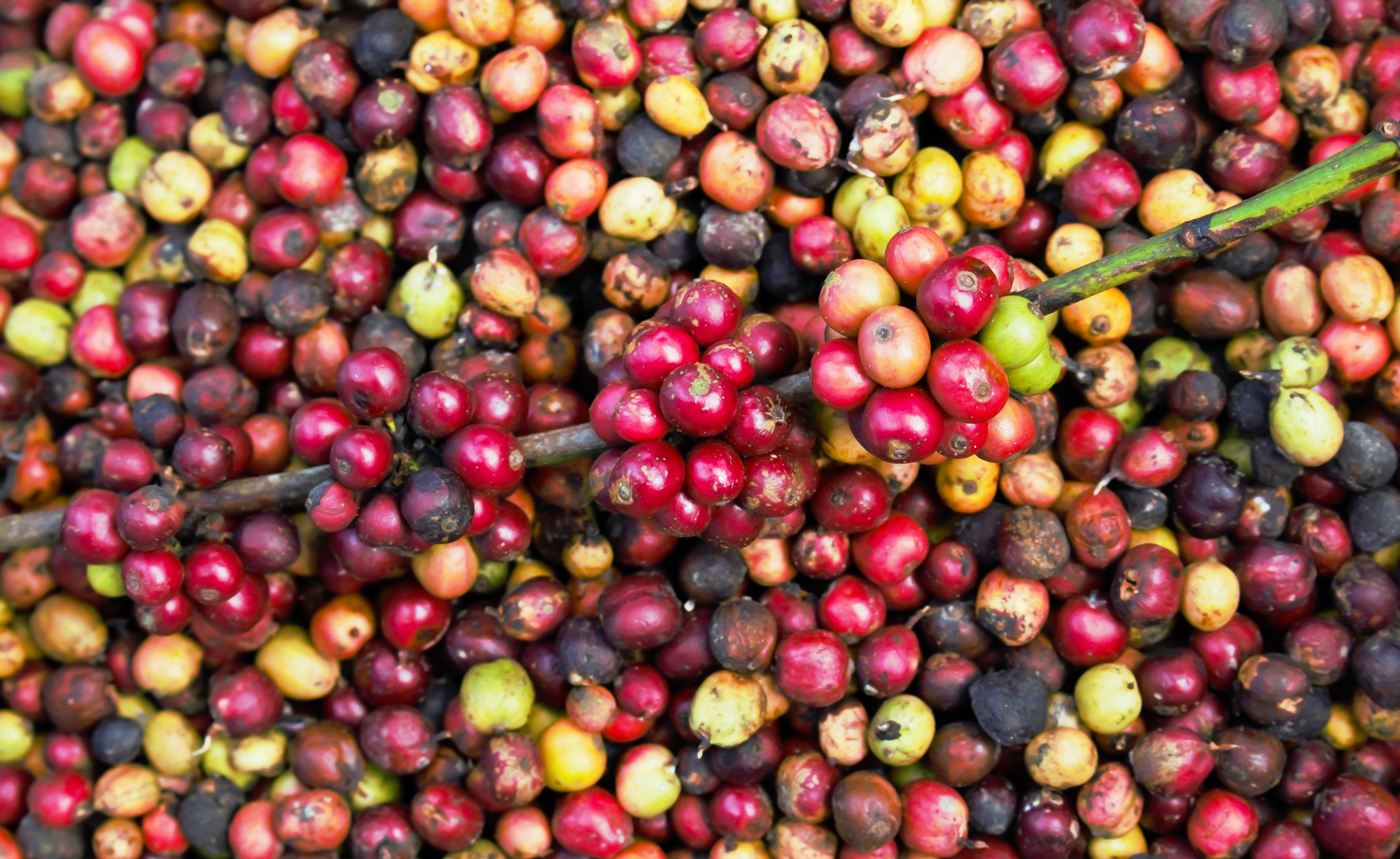 인도 Raw Common Coffee Bean - shutterstock_547249453.jpg