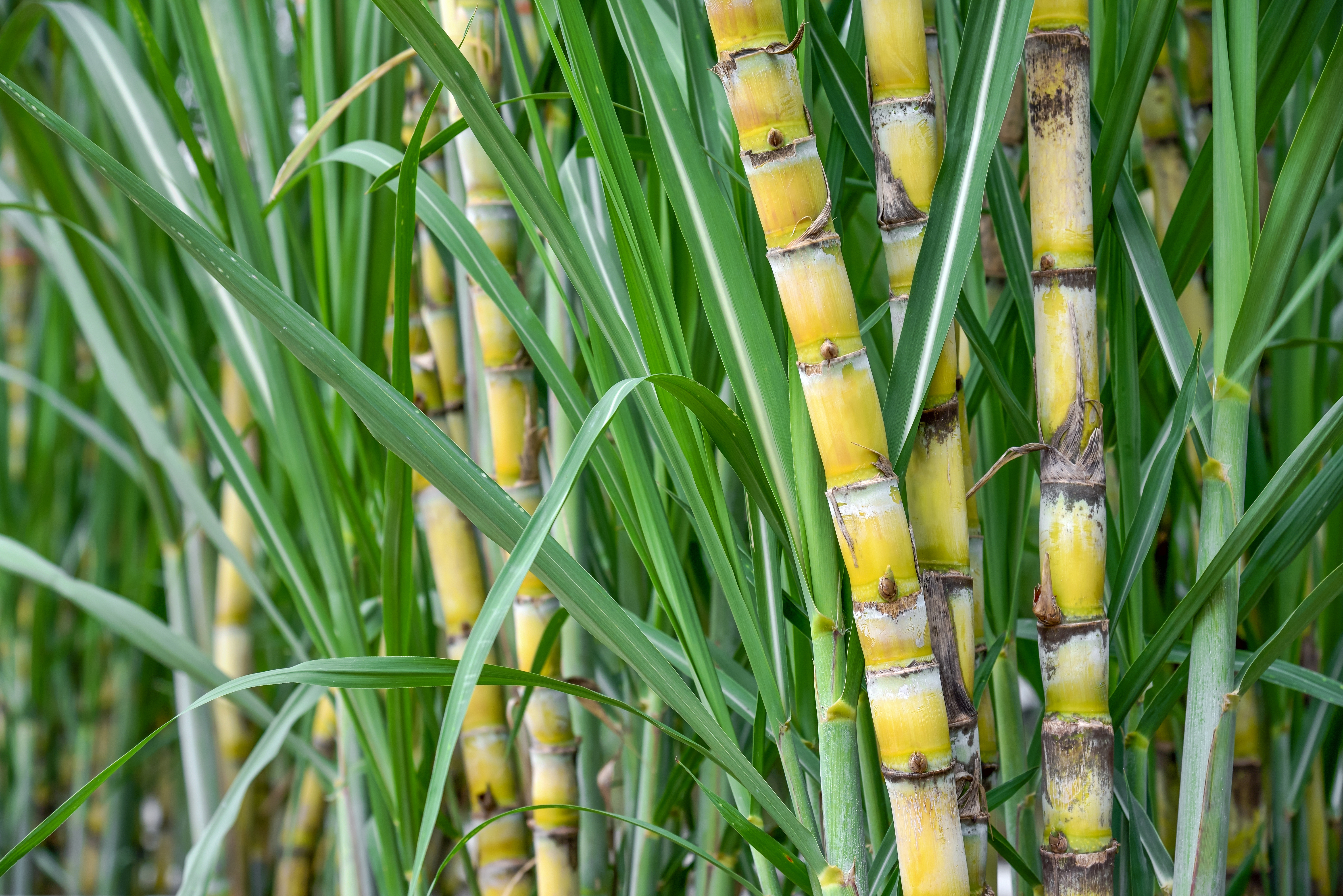이집트 Raw Sugar - shutterstock_767632852.jpg